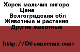 Хорек мальчик ангора › Цена ­ 16 000 - Волгоградская обл. Животные и растения » Другие животные   